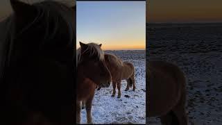 Iceland in winter hits different #iceland #icelandtravel #icelandicwinter #angelaandalan