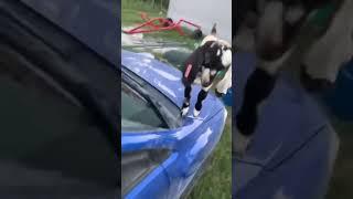 Chickens attack Subaru (RUINED) #Shorts