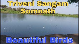 Triveni Sangam with Beautiful Birds | #Shorts #River |Somnath Gujarat | Vivek Thumbar