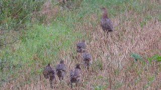 Rodzina bażantów / Pheasant family