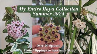 My Entire Hoya Collection | Summer 2024 ~3 Years of Growth from Cuttings~