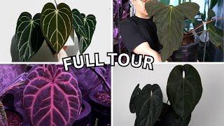 End of Summer Houseplant Tour