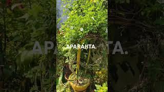 Aparajita plant ka Sunder sa TRELLIS #gardening #shortvideo#shortsviral  #aparajita#aparajitatrellis