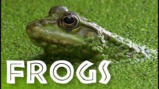 All About Frogs for Kids - Facts About Frogs and Toads for Children: FreeSchool