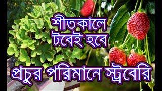 টবে স্ট্রবেরি চাষ করার সম্পূর্ণ পদ্ধতি / How to grow and care strawberry plants