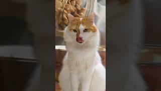 喧嘩を止める方法#cat #cats #吾猫
