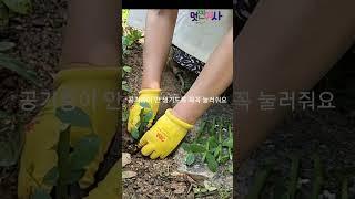 화분과 노지에 장미 삽목하는 방법 How to shovel pots and ozier roses