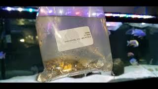 Unboxing Video!!! Snake River Cichlids Came Through With the Fire!!! New OB Cichlids. #COLOR