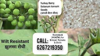 Turkey Berry (Solanum torvum) Seeds | Jungli baingan bij | जंगली बैंगन |