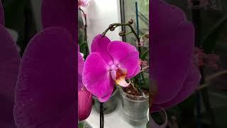 Зацвела орхидея, купленная как синголо. Цветок очень крупный#orchids #фаленопсис #phalaenopsis