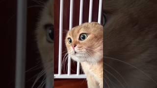 Two Cats   Talking #cat #meme #funnyvideos #comedy #monkey #cats #funny #cutebaby #shorts #yt