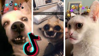  Dogs and Cats on TikTok #51 - Animal Videos: TikTok Funny Dogs and Cats Compilation 2020