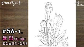 [Flower Draw/Botanical Art] #56-1. Tulip Pencil Sketch. (Flower Drawing Lesson) Pencil Transcription