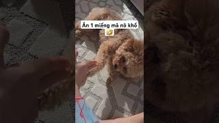 Cô chú thấy con Sen ác ko  #shortvideo #shorts #cuocsongmy #poodle #thucung  #pet #treatyourpet