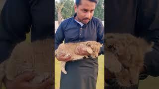 Cute little Cub #viral #shortvideo #shorts #ytshorts #geek #cub #lion #mufasa #simba #lion #king