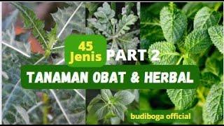 45 JENIS TANAMAN OBAT & HERBAL - TANAMAN BERKHASIAT OBAT - TANAMAN CEGAH KANKER - OBAT STOKE  DLL