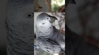 Holly the African grey parrot making bubble sounds | JC169