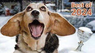 The Best Funny Animal Videos of 2024 