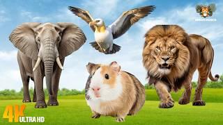 Funny Animal Moments: Hamster, Elephant, Lion, Teal, Albatross, Wallaby, Hippopotamus