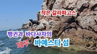 [남미여행]  페루의 갈라파고스 바예스타 섬 Penguins and Sea Lion Paradise in Peru