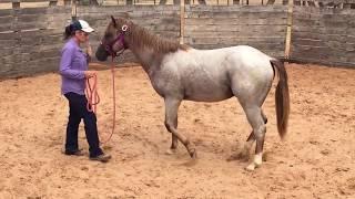 TGI BIGTIME Cutting Horse Prospect For Sale