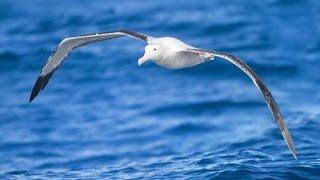 The Albatross - Lobo