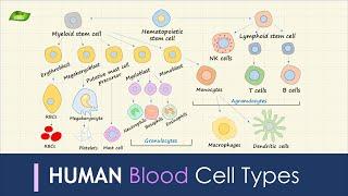 Human Blood Cell Types | Immunology | Basic Science Series