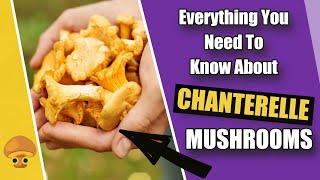 Everything You Need To Know About Chanterelle Mushrooms