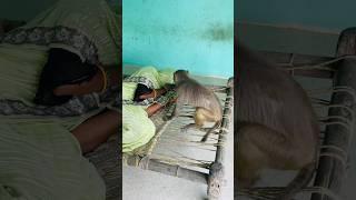Itni kirpa sanware banaye rakhna #shree_krishna_ringtone #monkeyvideosforkids #monkey
