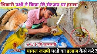 Injured African Lovebird Treatment In Hindi || Bird Setup Per Hue Ghayal Lovebirds Ka Ilaaj Kiya.