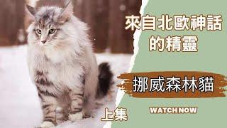 來自北歐神話的精靈-挪威森林貓上集#喵星人#品種貓#cat#大型貓#寵物知識#領養#流浪貓#貓咪故事#挪威森林貓#貓歷史#kitty#新手養貓#認識品種貓#kitty #kitten#chatgpt