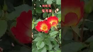 #이미자찔레꽃#엘레지의여왕#