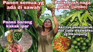 AKIRNYA PANEN JERUK&CABE DI SAWAHKU YG DIKAMPUNG | PANEN BUAH NAGA LANGSUNG DIMAKAN DIBAWAH POHONYA