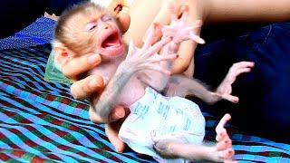 So Pitiful !! Newborn Baby Monkey Dody Cry SO Loudly Request Milk From Mom