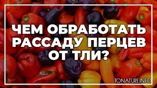 Чем обработать рассаду перцев от тли? | toNature.Info