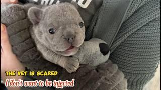 Tiny Frenchie screams, gets angry when mom takes her to go to the vet. She wants to go shopping