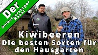 Kiwibeeren, die besten Sorten für den Hausgarten.