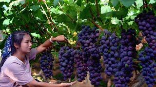 Making Wine From Grapes at Home!