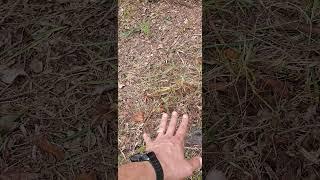 stump grinding landscape design