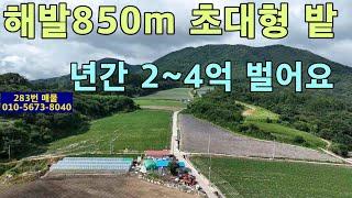 (283번 매물)해발850m.고랭지 야채농사로 년간2~4억 수익.초대형밭.스마트팜부지나 목장용지 가능.버섯재배사 짓고 지붕에 태양광설치.숙박,체험,카페를 겸한 관광농원 부지용.