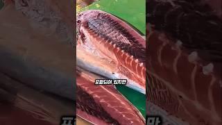 왜 참치에는 검붉은 살이 있을까?