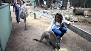 EMU ATTACK