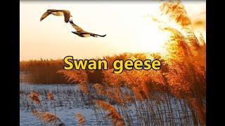 Swan Geese