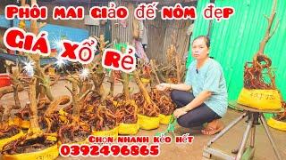 Phôi mai bonsai đế nôm đẹp giá xổ rẻ 4/11 #chịYến0392496865|MaivàngThanhTâm