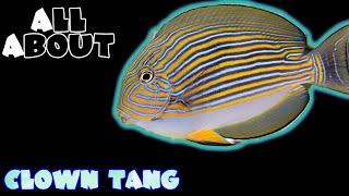 All About The Clown Tang or Clown Surgeonfish or Lined Surgeonfish or Blue-banded Surgeonfish