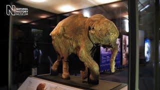 Mammoths: Ice Age Giants - the preview | Natural History Museum