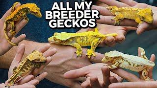 Every gecko in my collection! Part 2