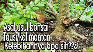 BONSAI TAUSI ATAU KALIMANTAN‼MENGENAL LEBIH DEKAT POHON TAUSI