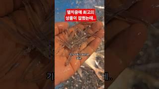 올해 처음으로.. 금값 실치(가이루)가 잡혔는데..