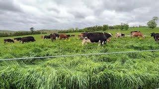 Tips, tricks and details about pasturing our 80 dairy cows…